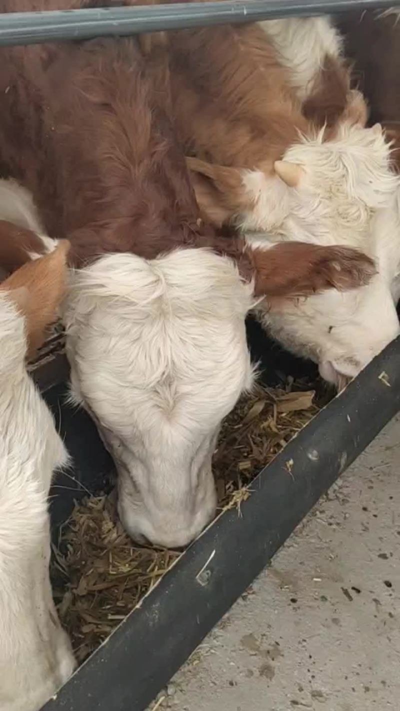 西门塔尔改良肉牛犊