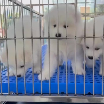 精品萨摩耶幼犬