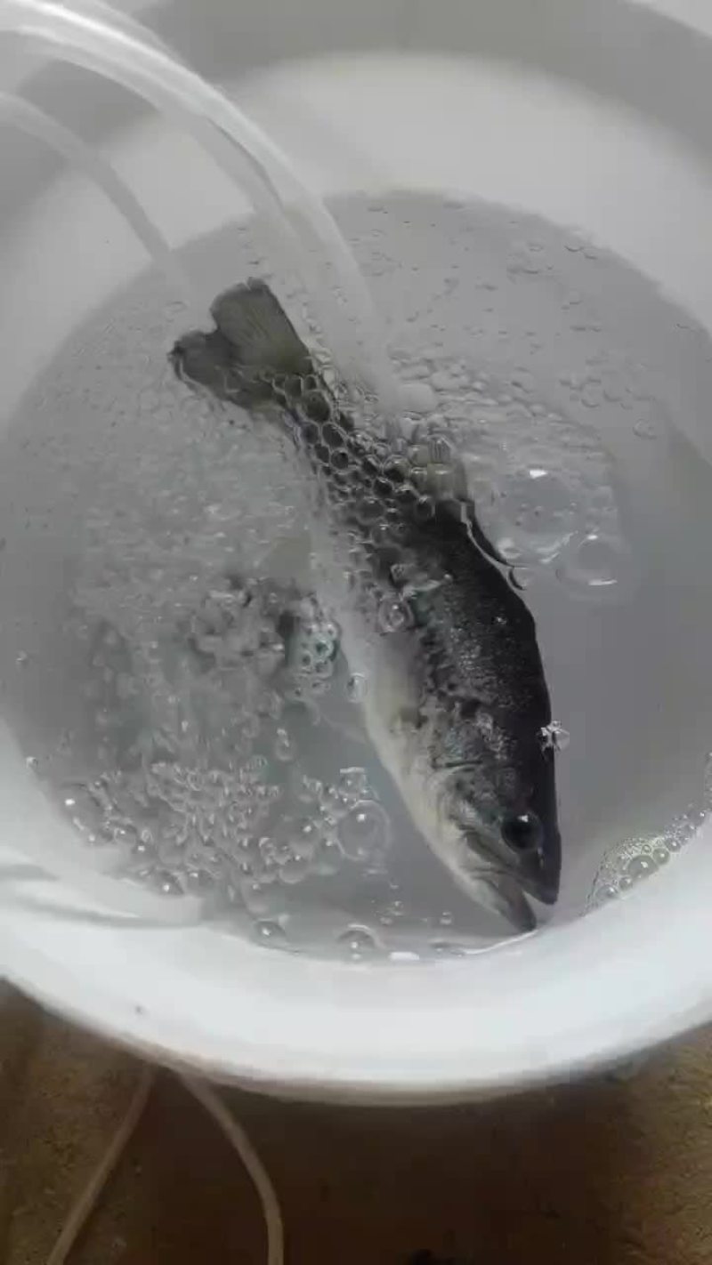 加州鲈