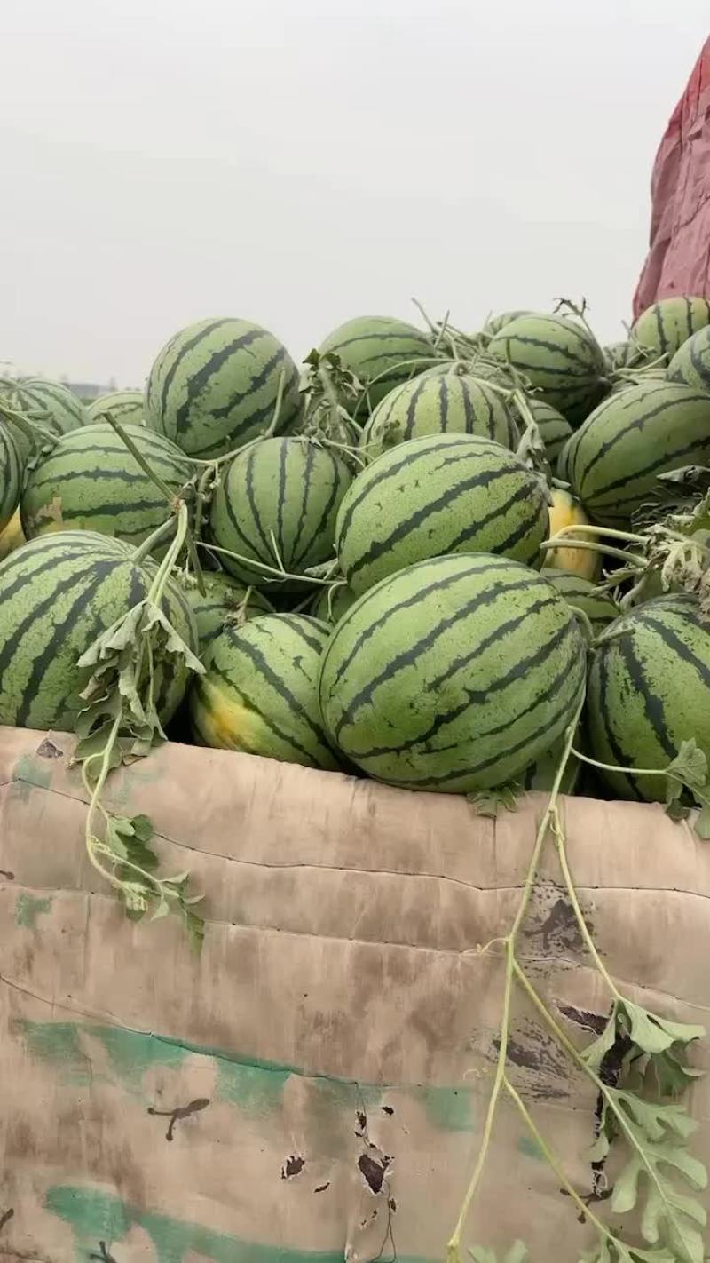 霸州直播京欣