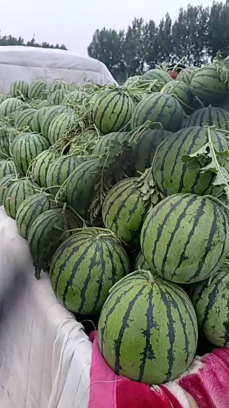 霸州直播京欣