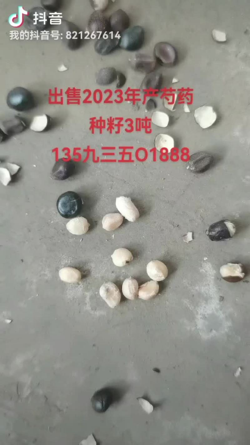 白芍药籽