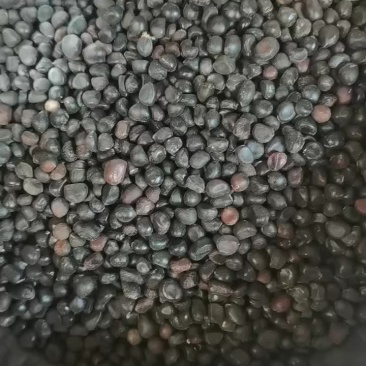白芍药籽