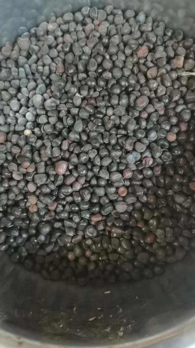 白芍药籽