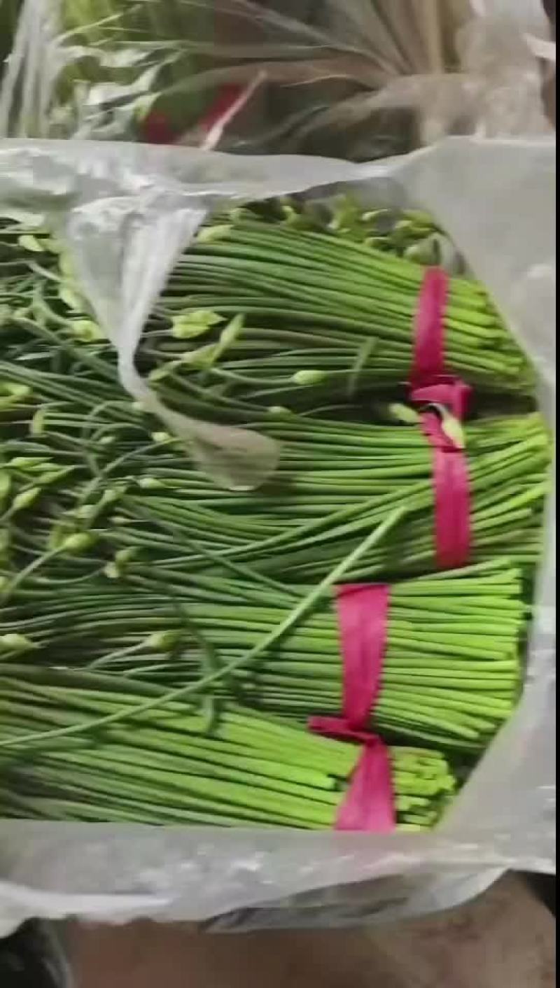 韭苔