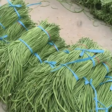 精品长豆角