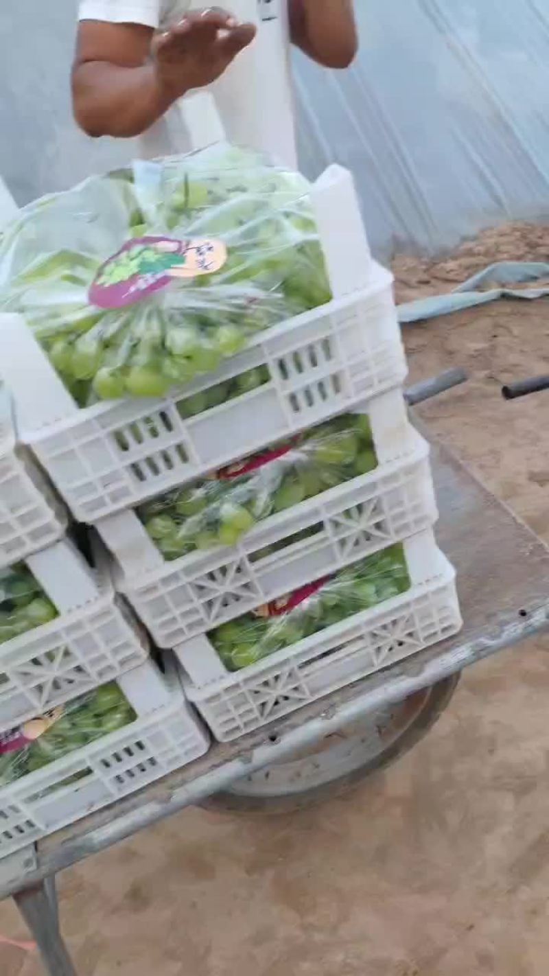 维多利亚，夏黑，阳光玫瑰