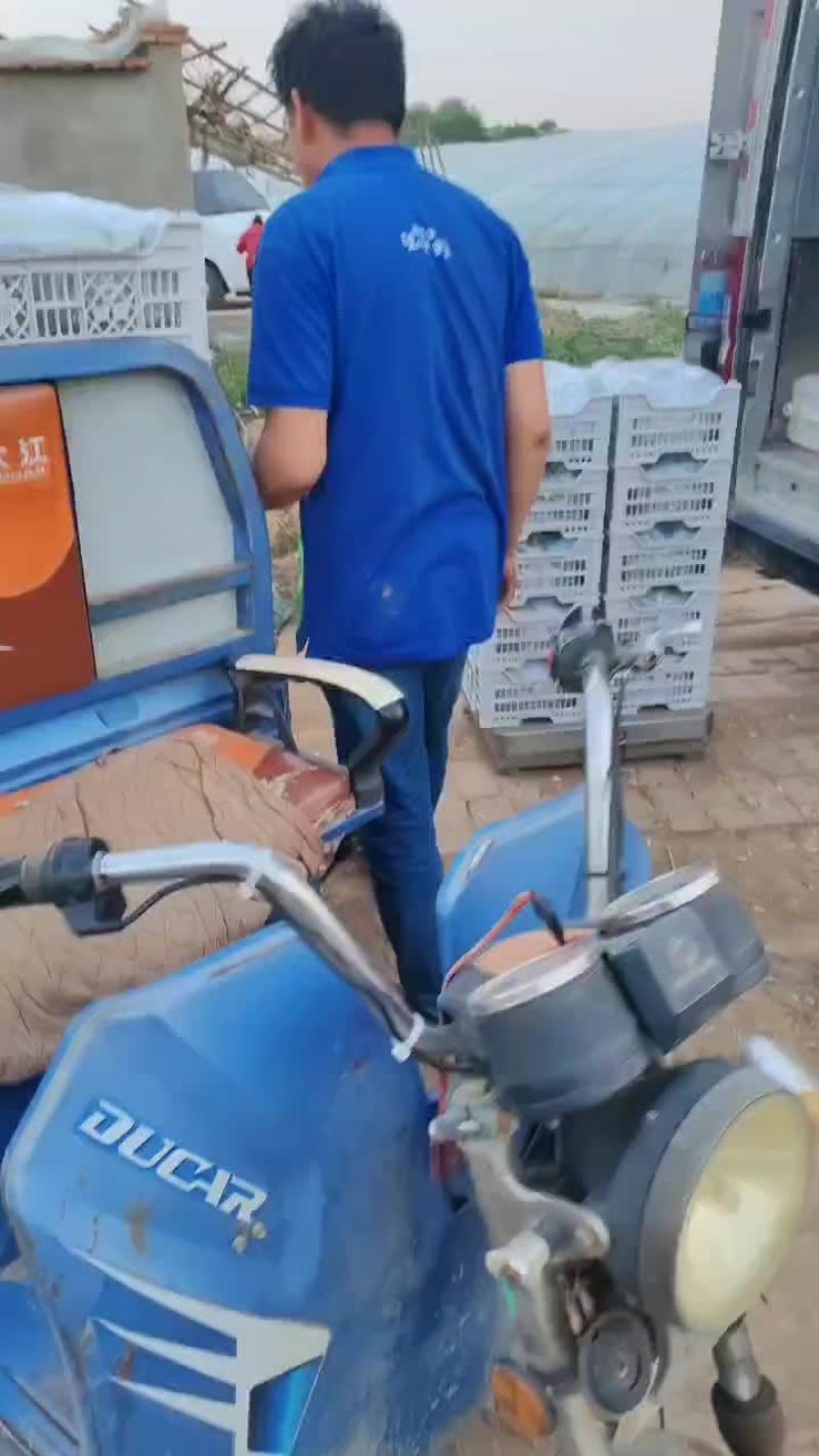 维多利亚，夏黑，阳光玫瑰