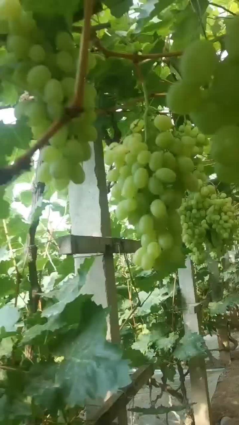 维多利亚，夏黑，阳光玫瑰