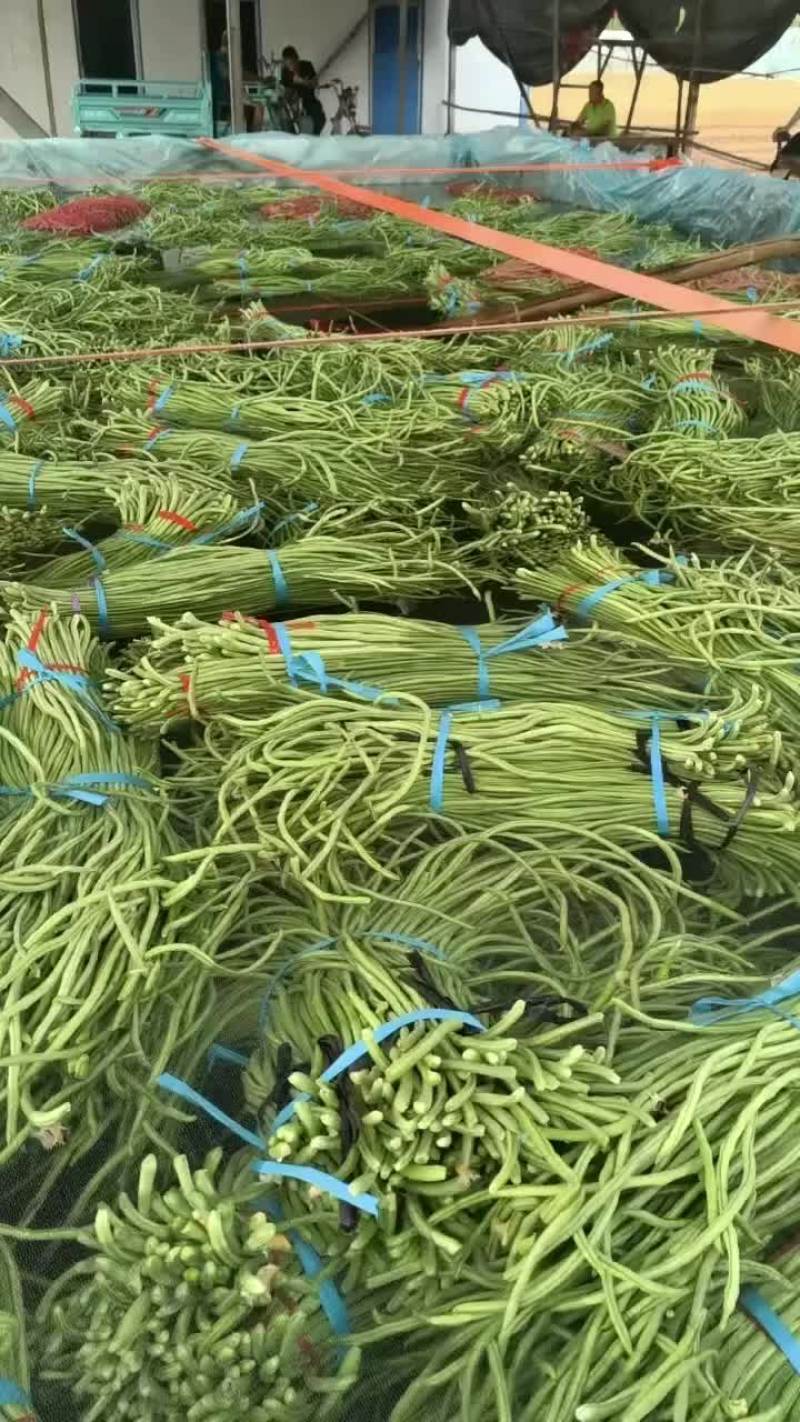 精品长豆角