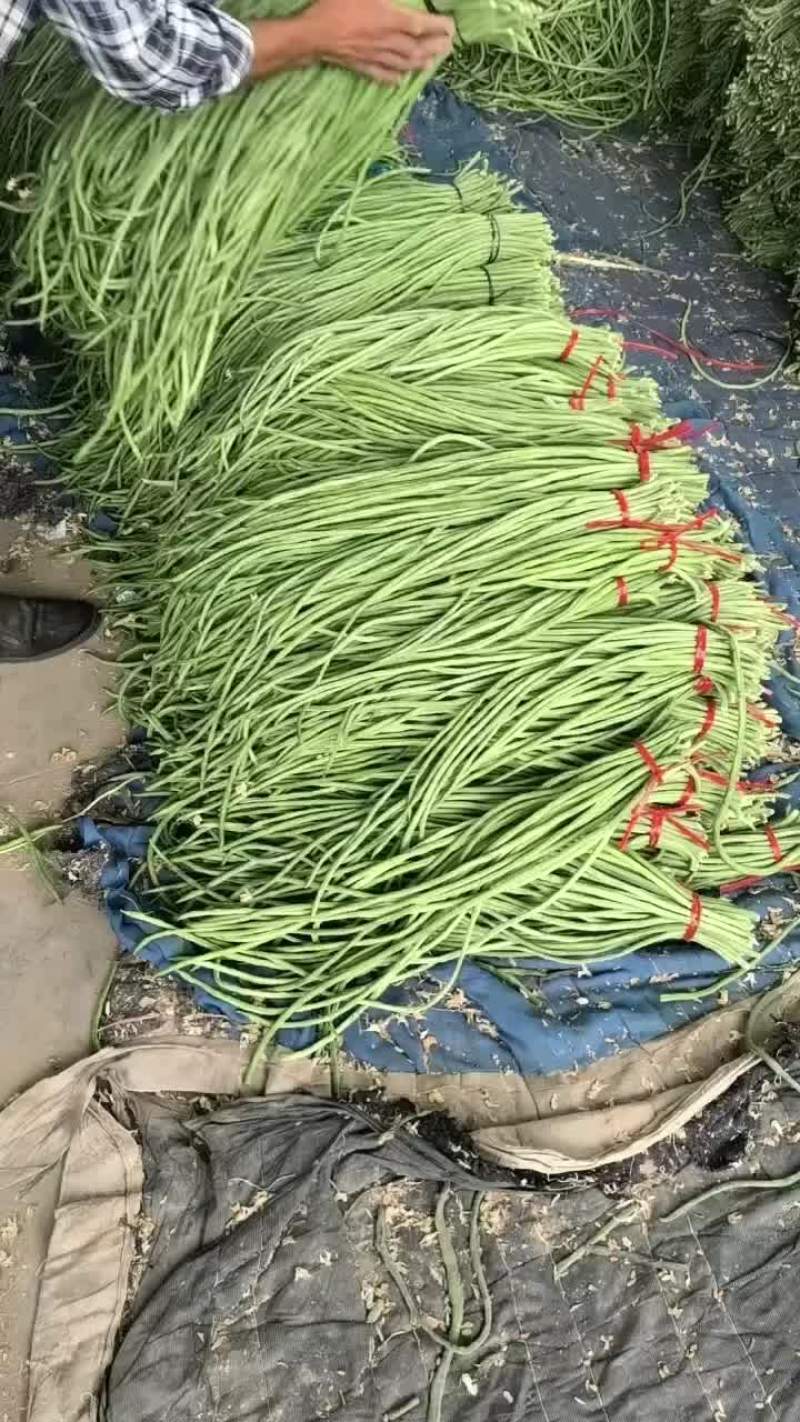 精品长豆角
