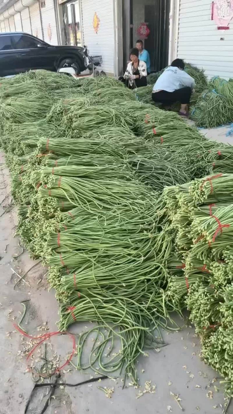 精品长豆角