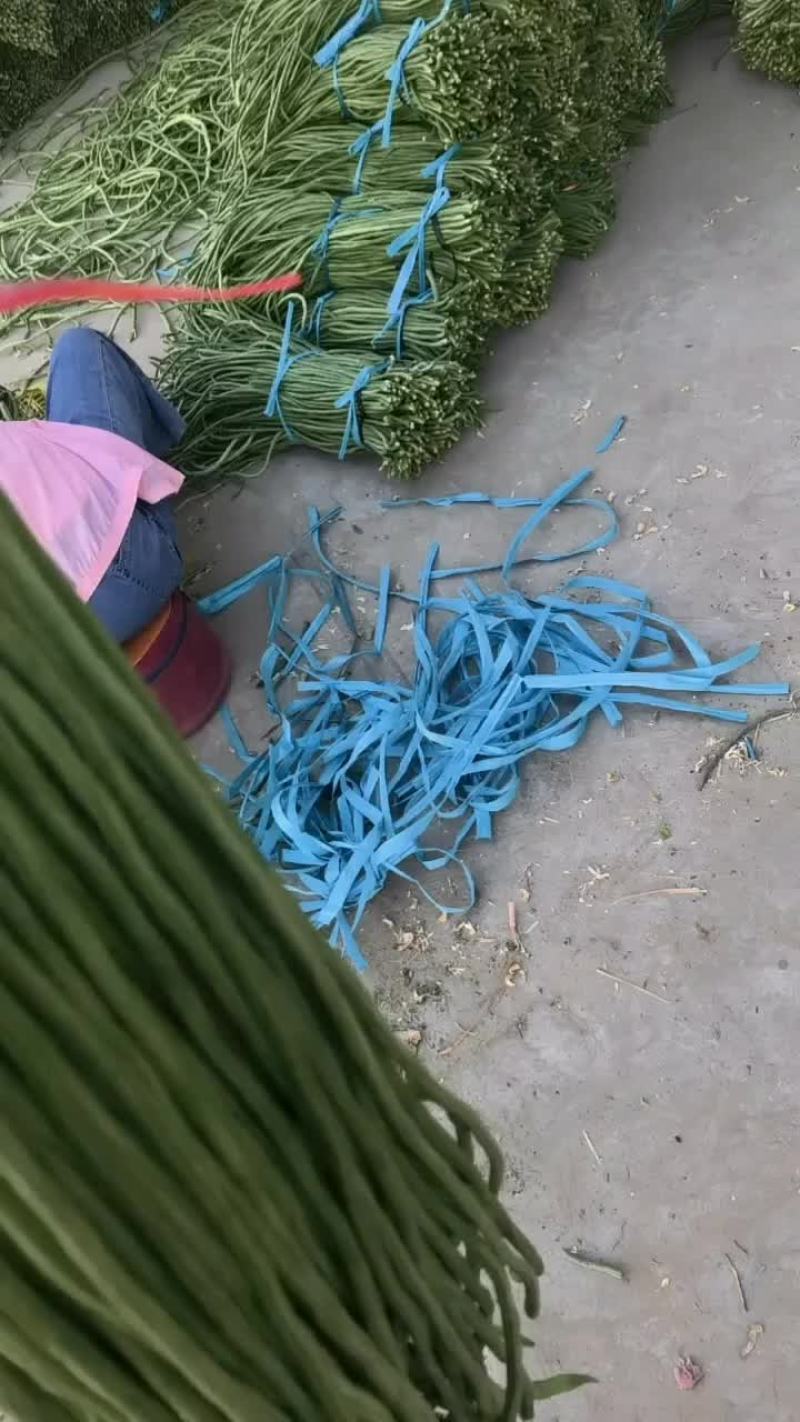 精品长豆角
