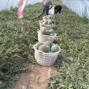 无籽麒麟西瓜