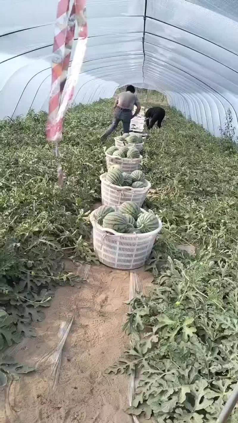 无籽麒麟西瓜