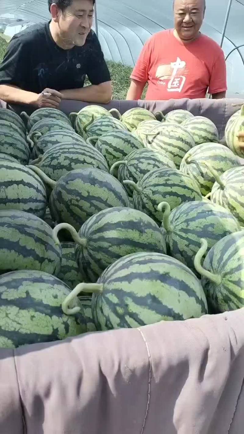 无籽麒麟西瓜