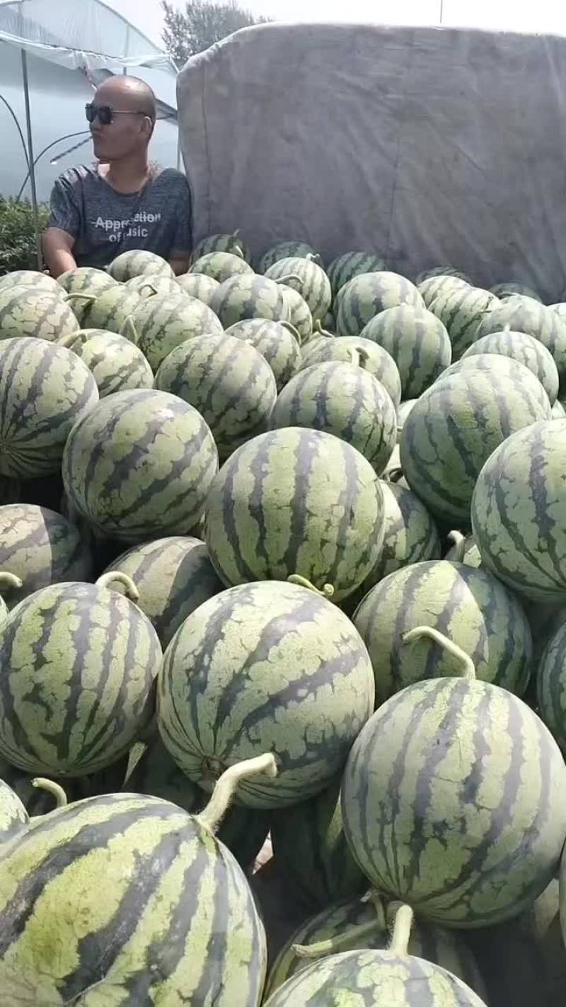 无籽麒麟西瓜
