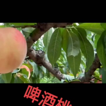 啤酒桃