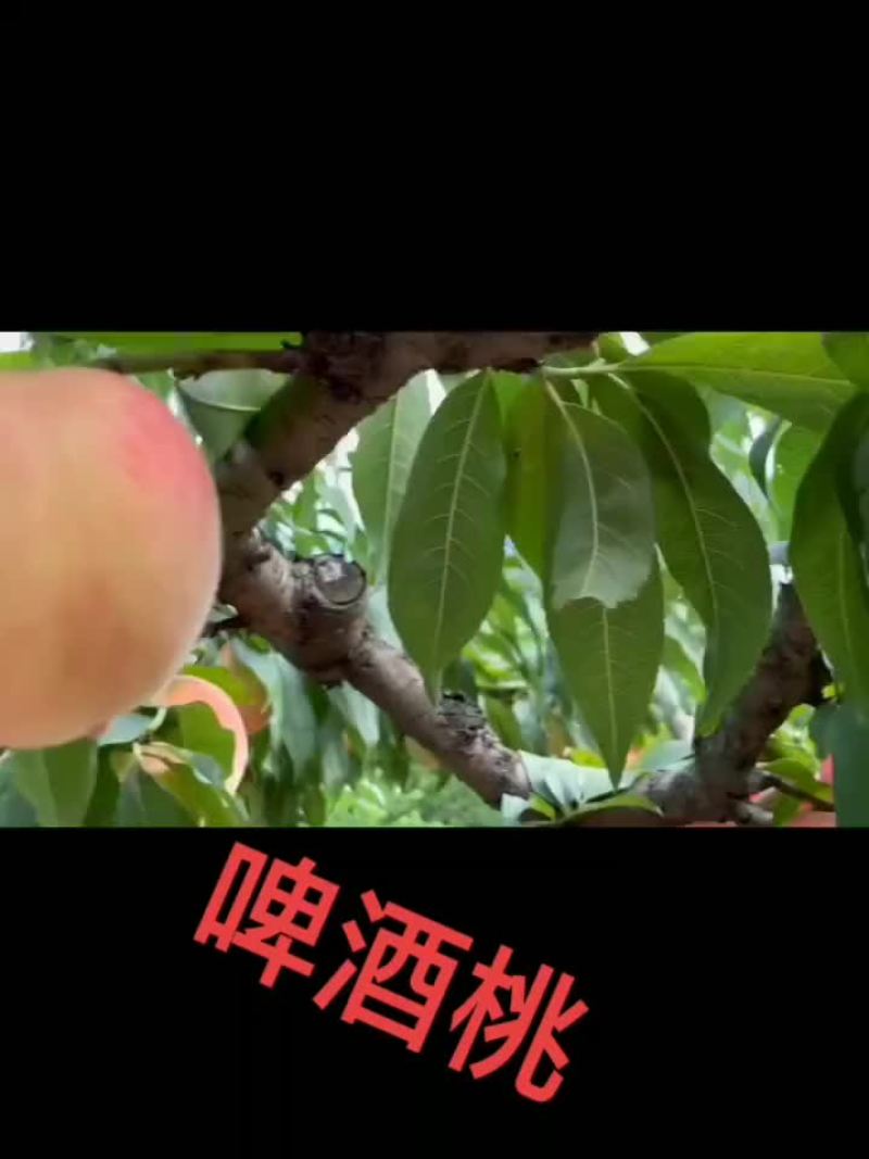 啤酒桃