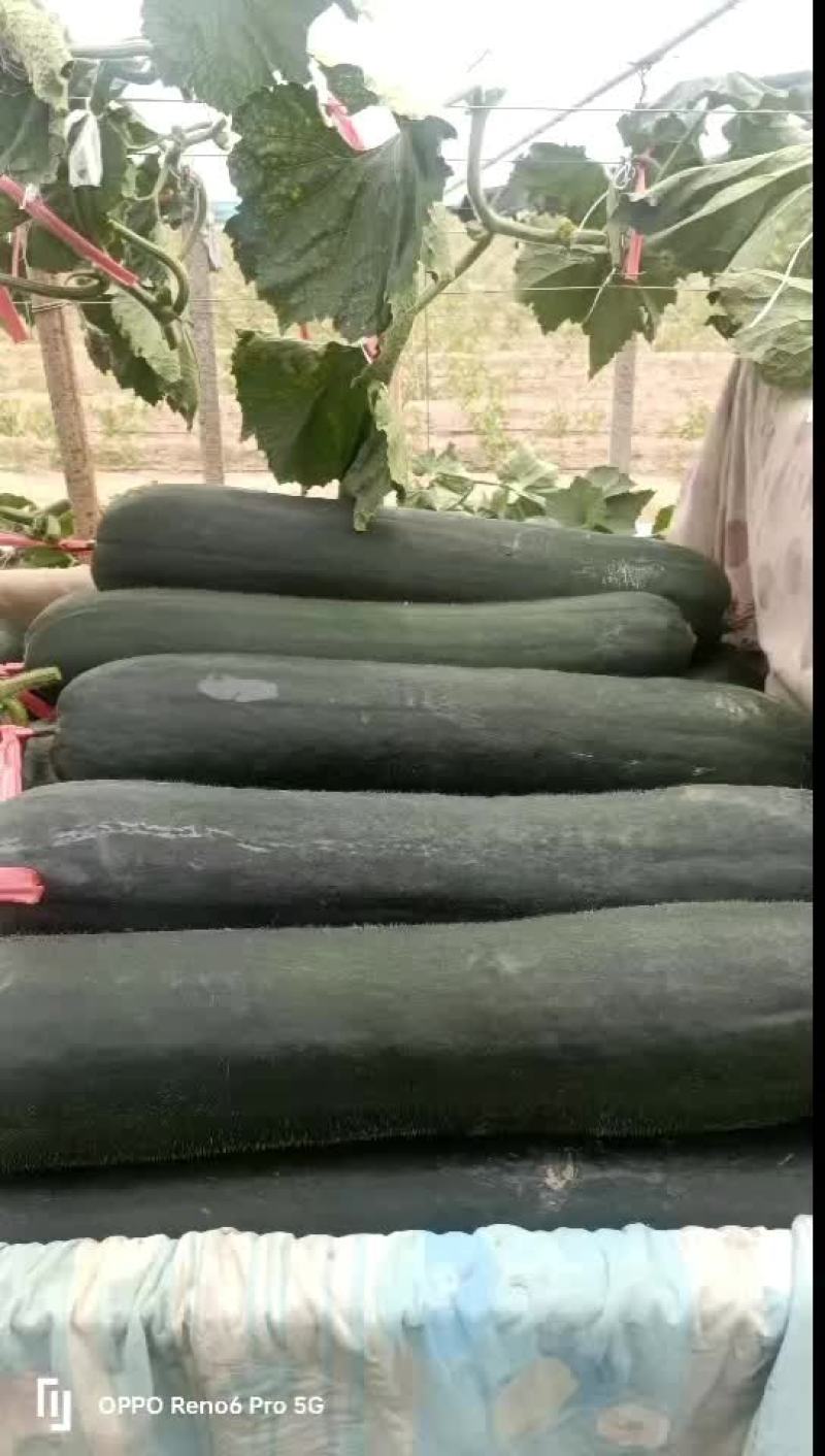 精品吊冬瓜，黑牛，绿优，611