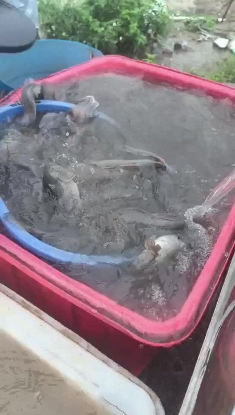 笋壳鱼价格毕竟贵一点都是空