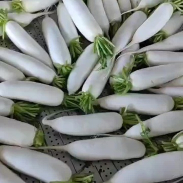 象牙白萝卜