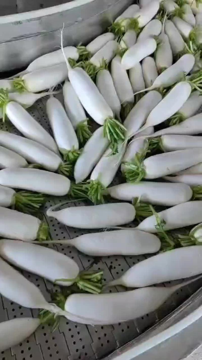 象牙白萝卜