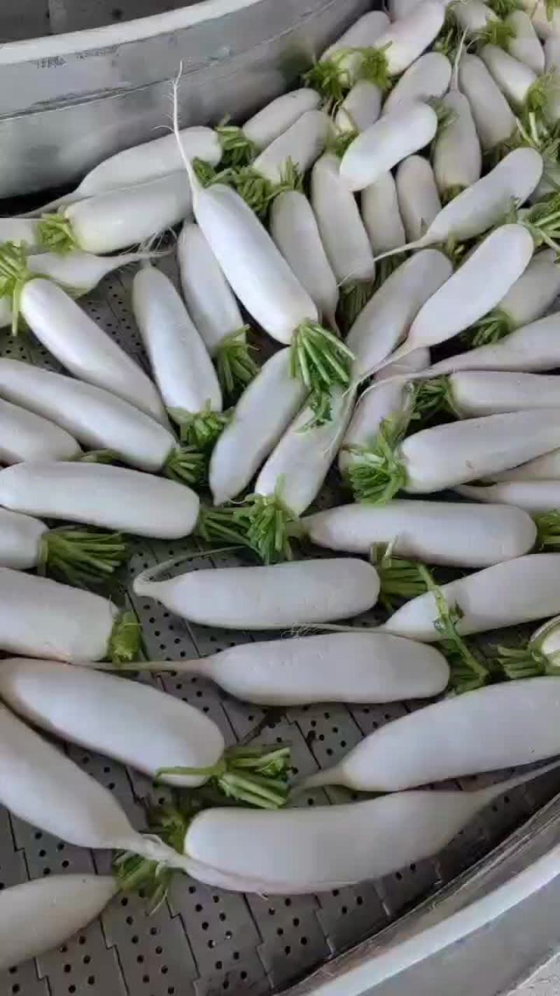 象牙白萝卜