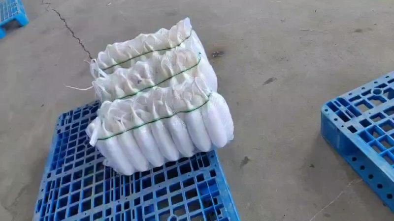 象牙白萝卜