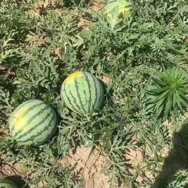 麒麟圆苗美都