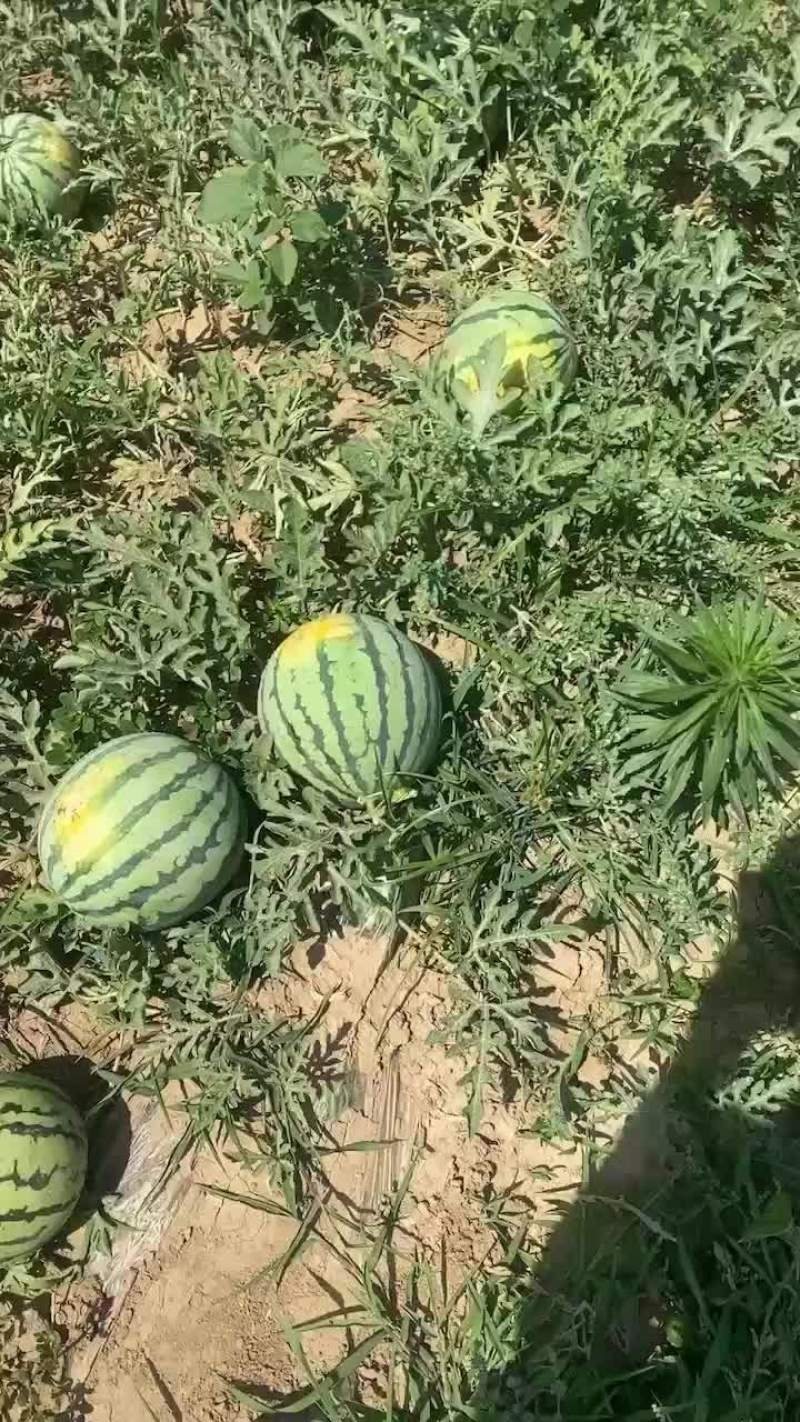 麒麟圆苗美都