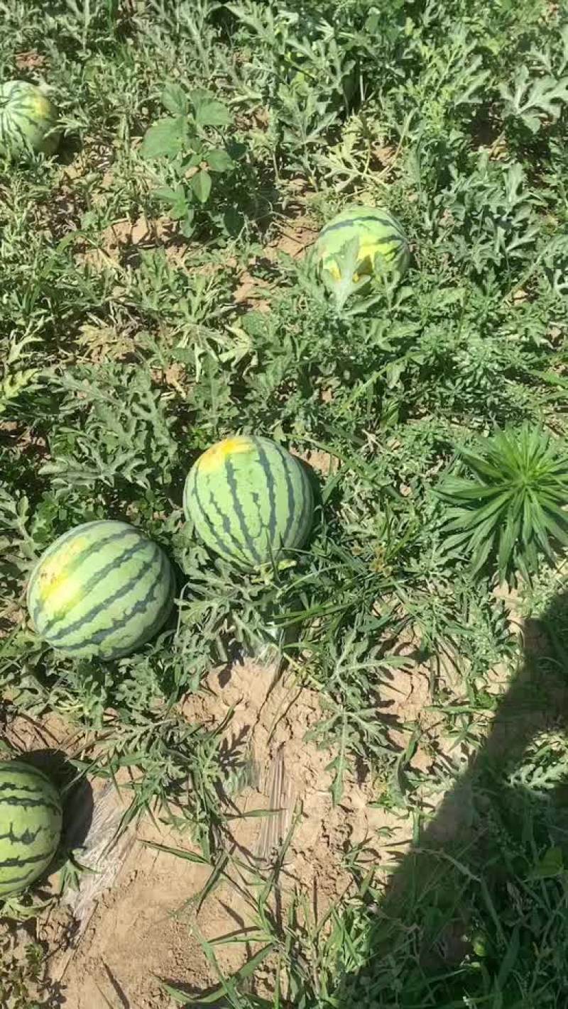 麒麟圆苗美都