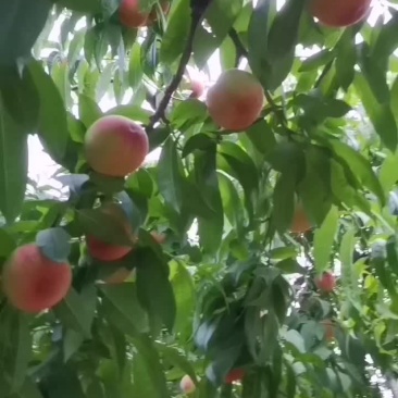 砀山产区水蜜桃大量上市