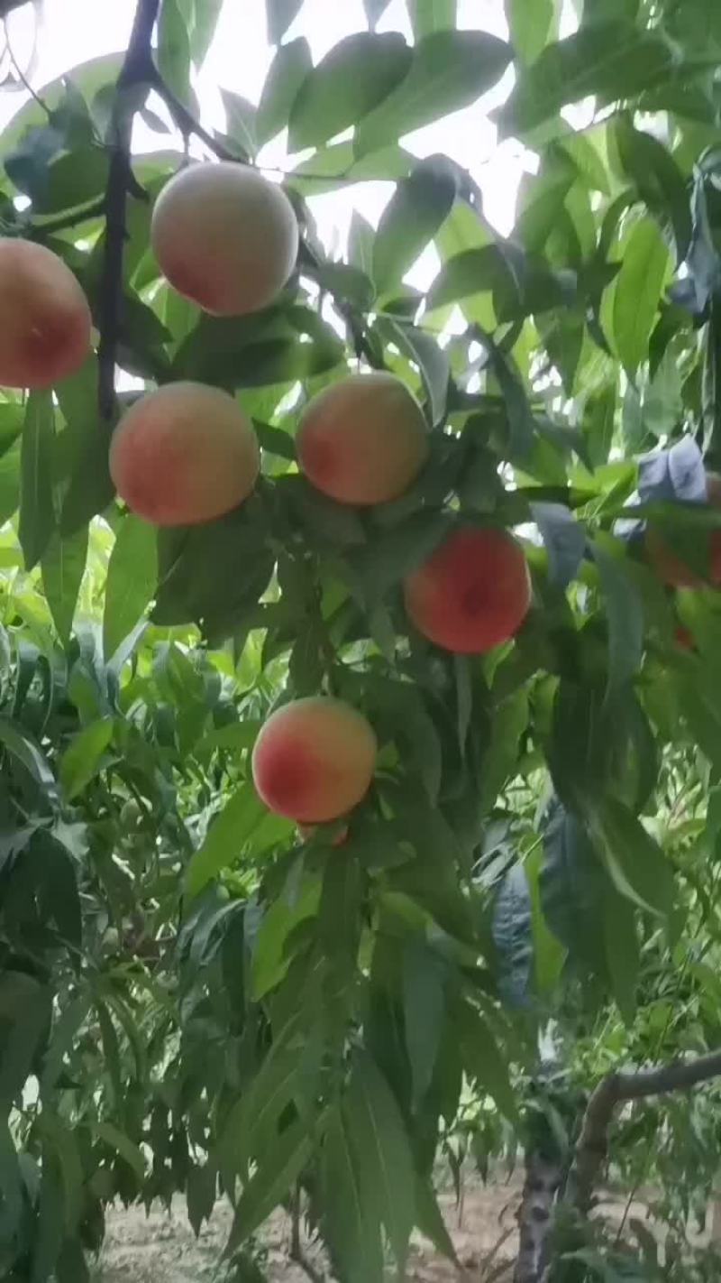 砀山产区水蜜桃大量上市