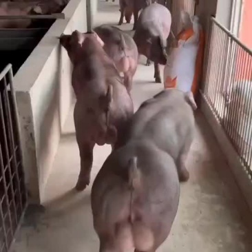 繁殖场直销原种新美系杜洛克种公猪黑金刚种公猪大白种公猪