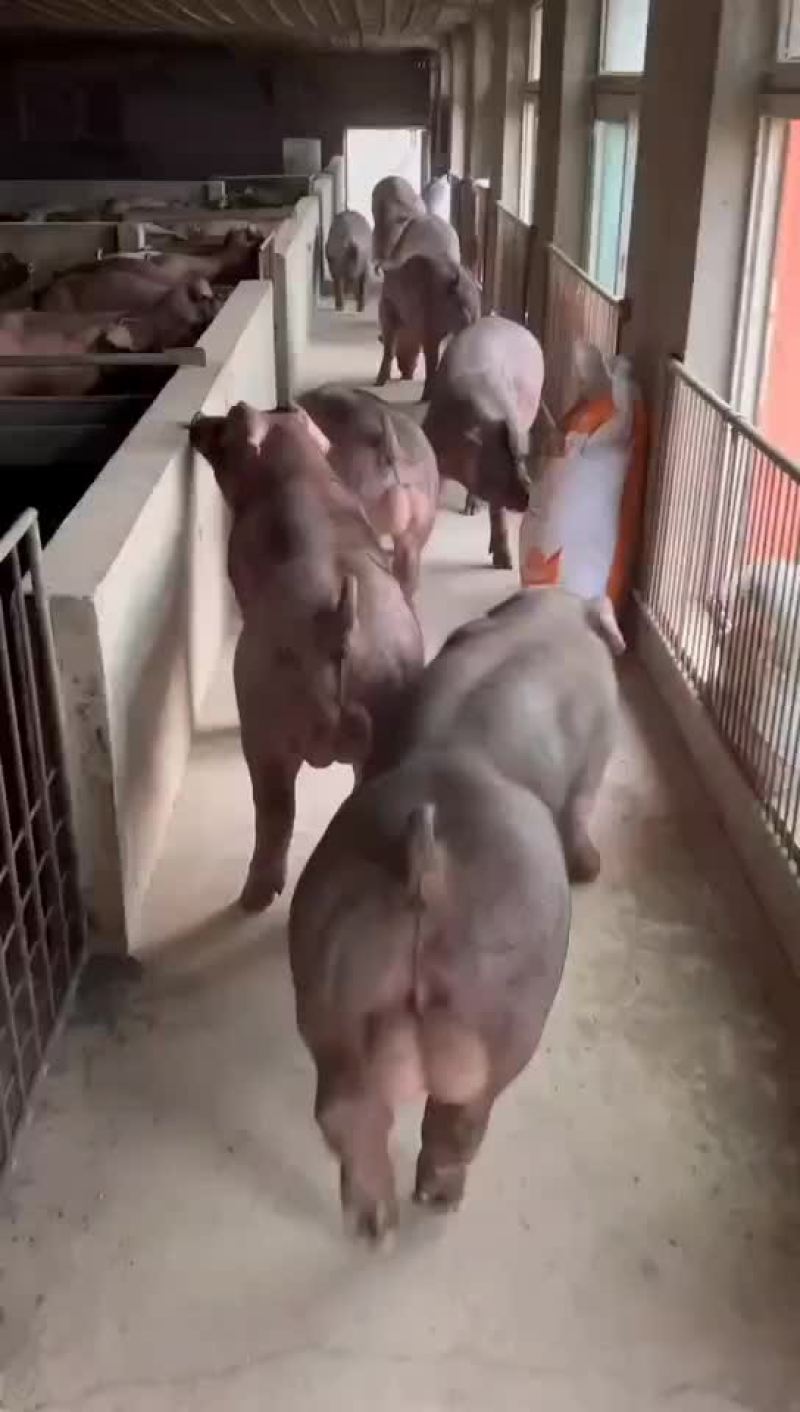 繁殖场直销原种新美系杜洛克种公猪黑金刚种公猪大白种公猪