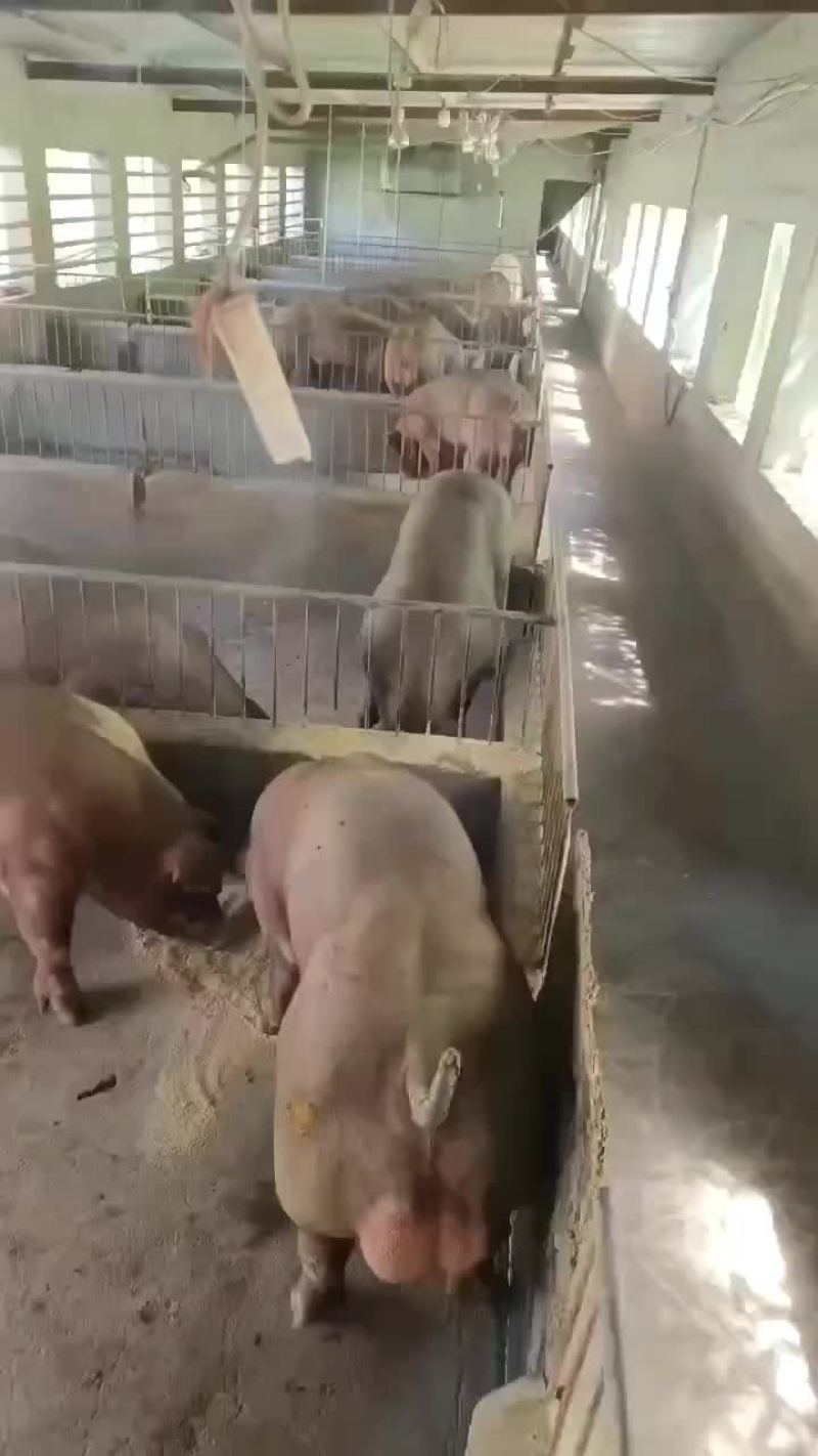 繁殖场直销原种新美系杜洛克种公猪黑金刚种公猪大白种公猪