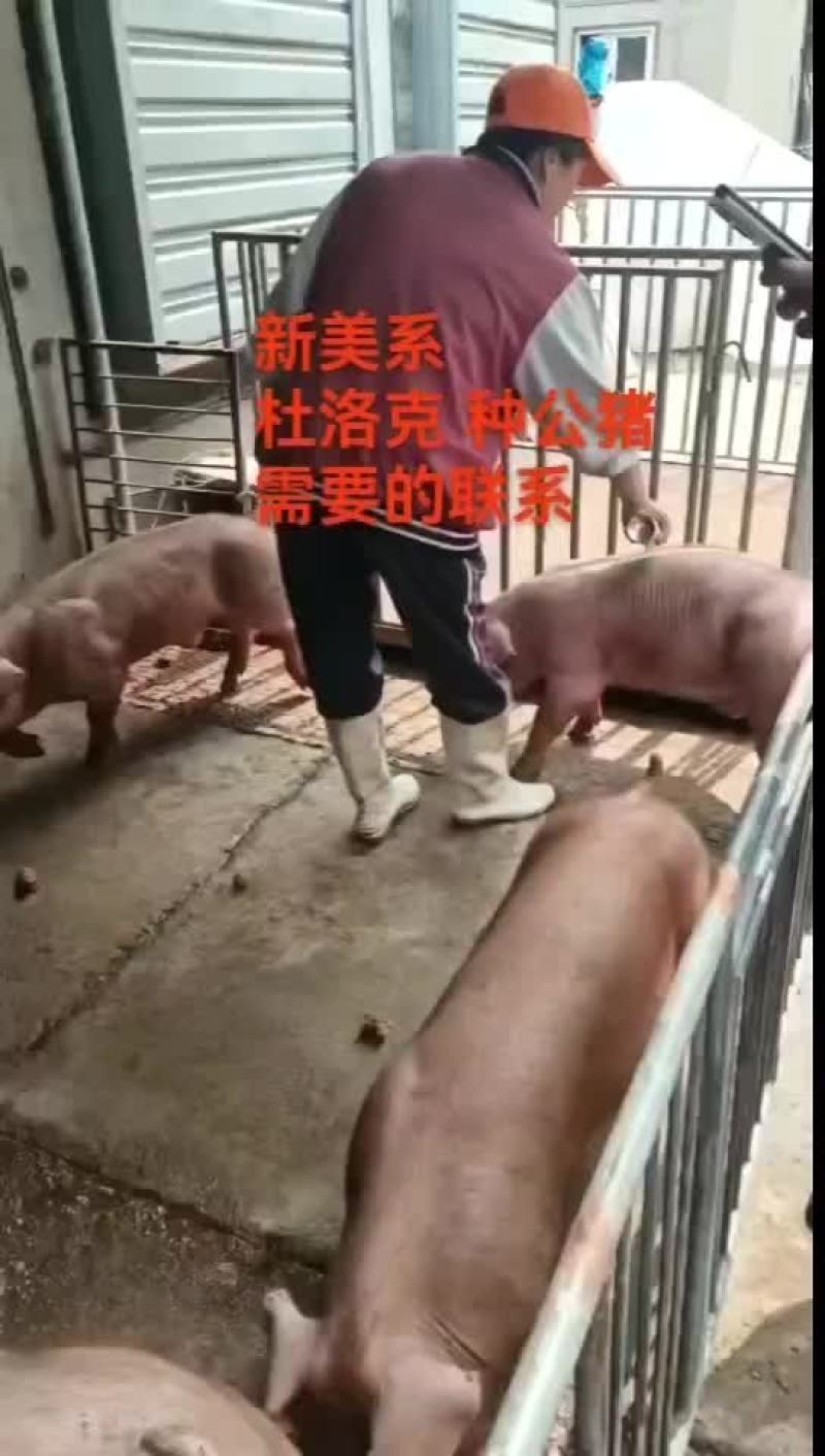 繁殖场直销原种新美系杜洛克种公猪黑金刚种公猪大白种公猪