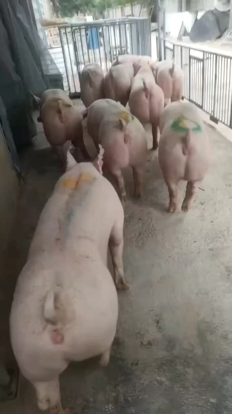 繁殖场直销原种新美系杜洛克种公猪黑金刚种公猪大白种公猪