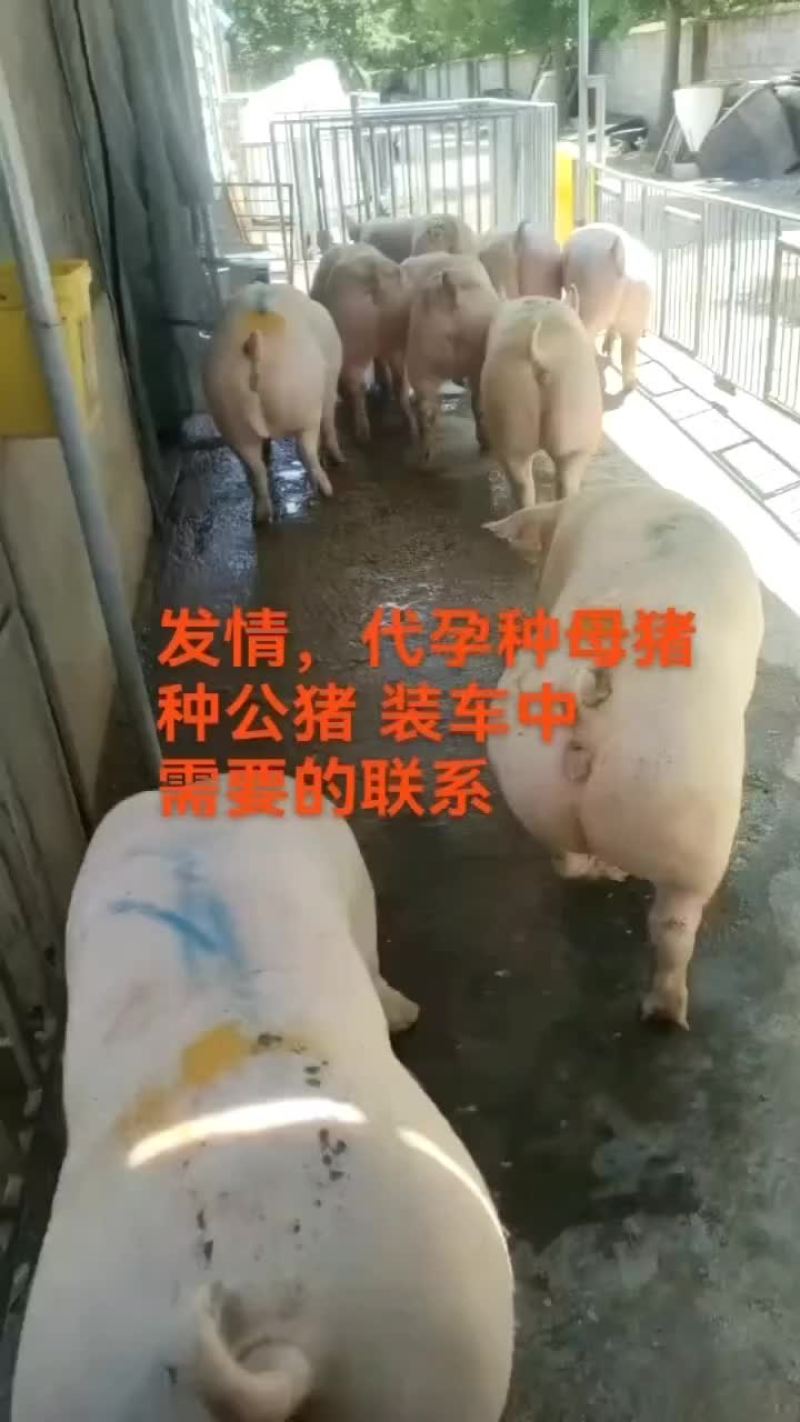 繁殖场直销原种新美系杜洛克种公猪黑金刚种公猪大白种公猪