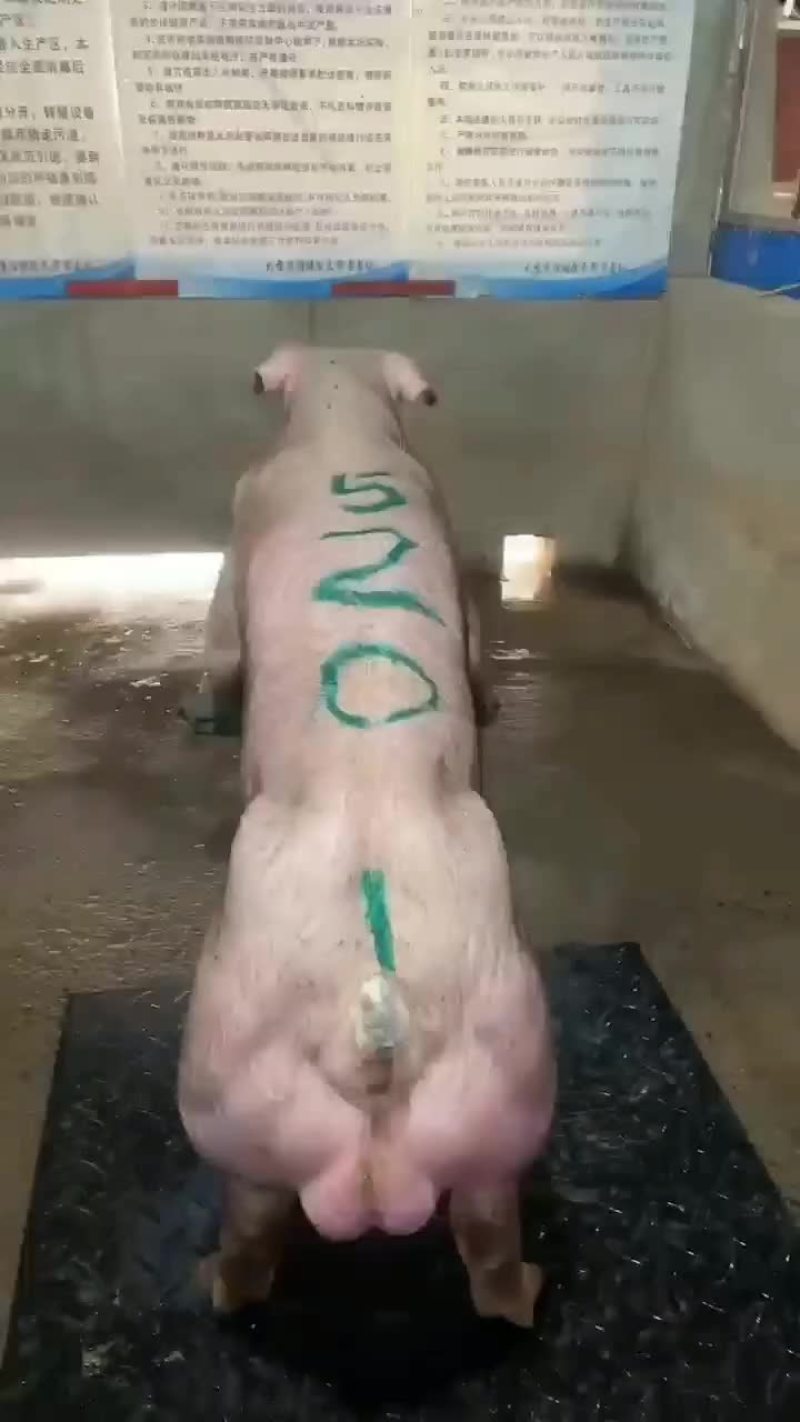 繁殖场直销原种新美系杜洛克种公猪黑金刚种公猪大白种公猪