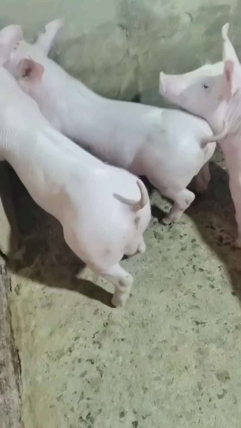 繁殖场直销原种新美系杜洛克种公猪黑金刚种公猪大白种公猪