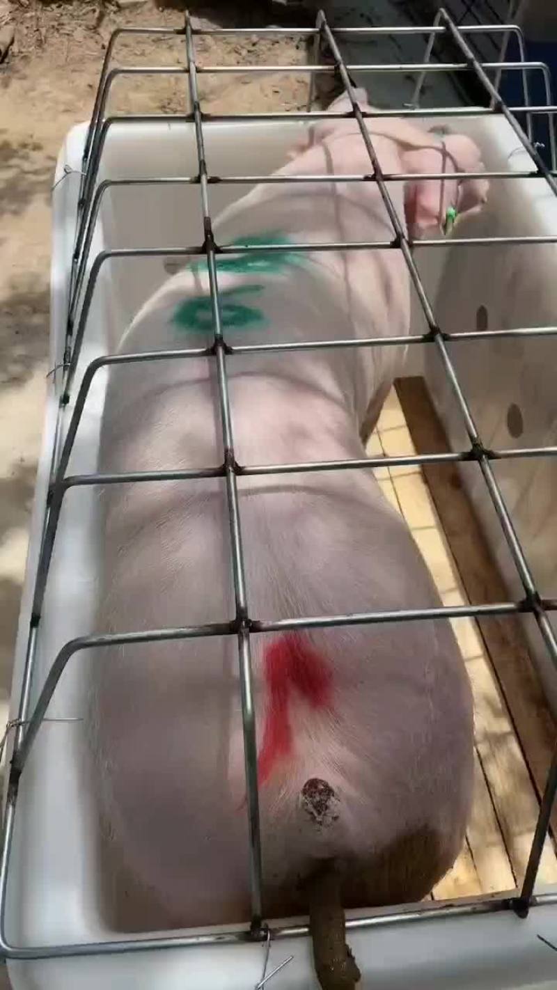 繁殖场直销原种新美系杜洛克种公猪黑金刚种公猪大白种公猪