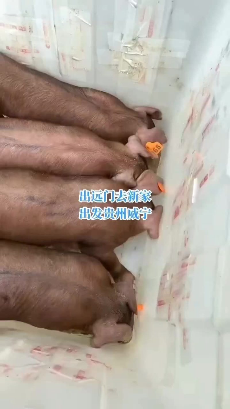 繁殖场直销原种新美系杜洛克种公猪黑金刚种公猪大白种公猪