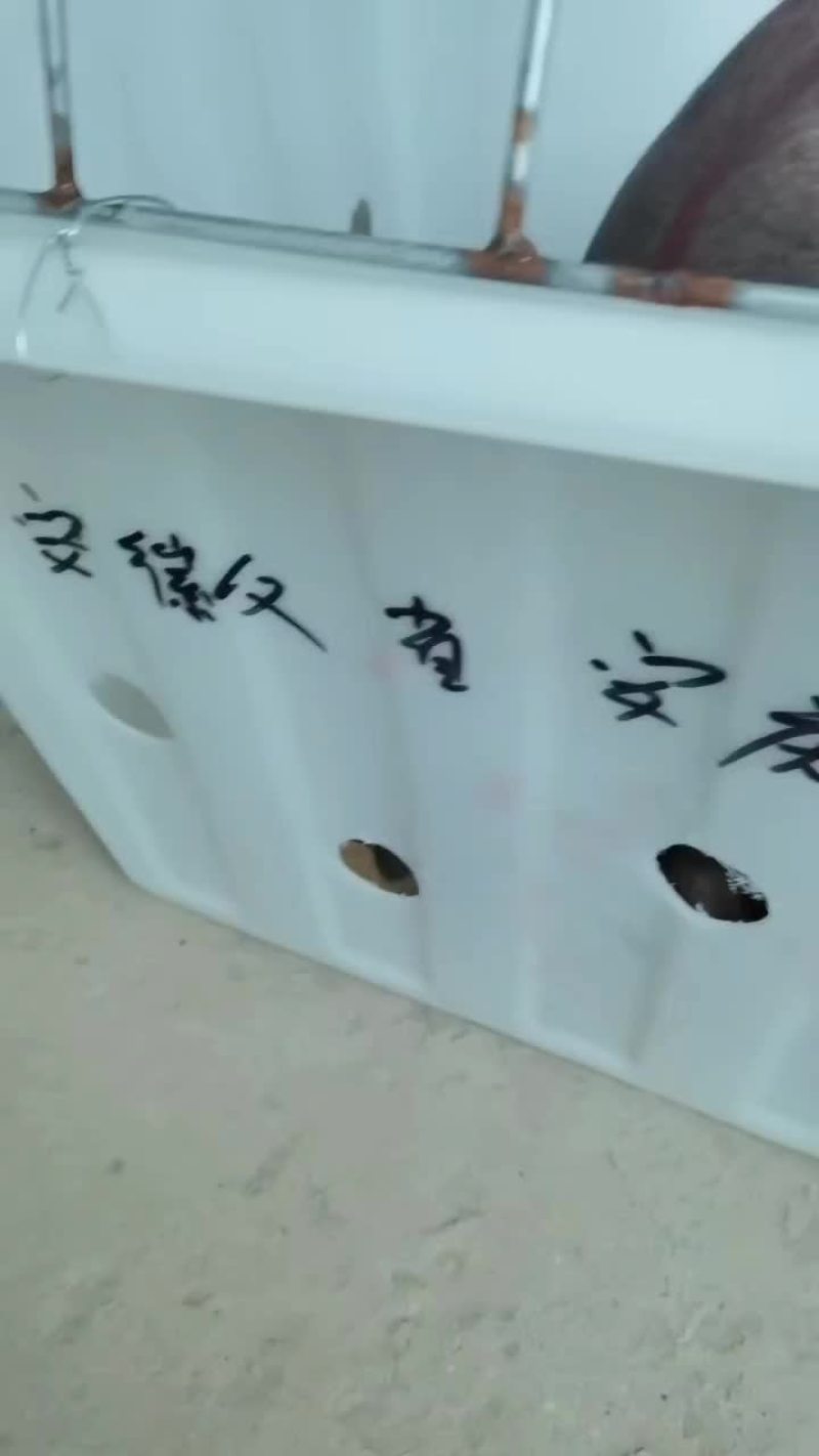 繁殖场直销原种新美系杜洛克种公猪黑金刚种公猪大白种公猪