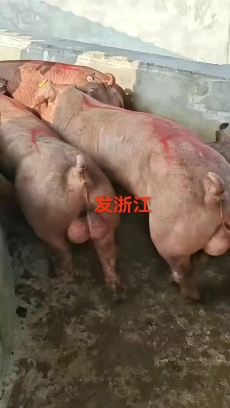 繁殖场直销原种新美系杜洛克种公猪黑金刚种公猪大白种公猪