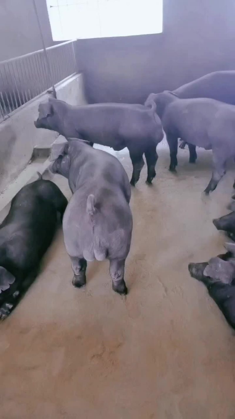 繁殖场直销原种新美系杜洛克种公猪黑金刚种公猪大白种公猪