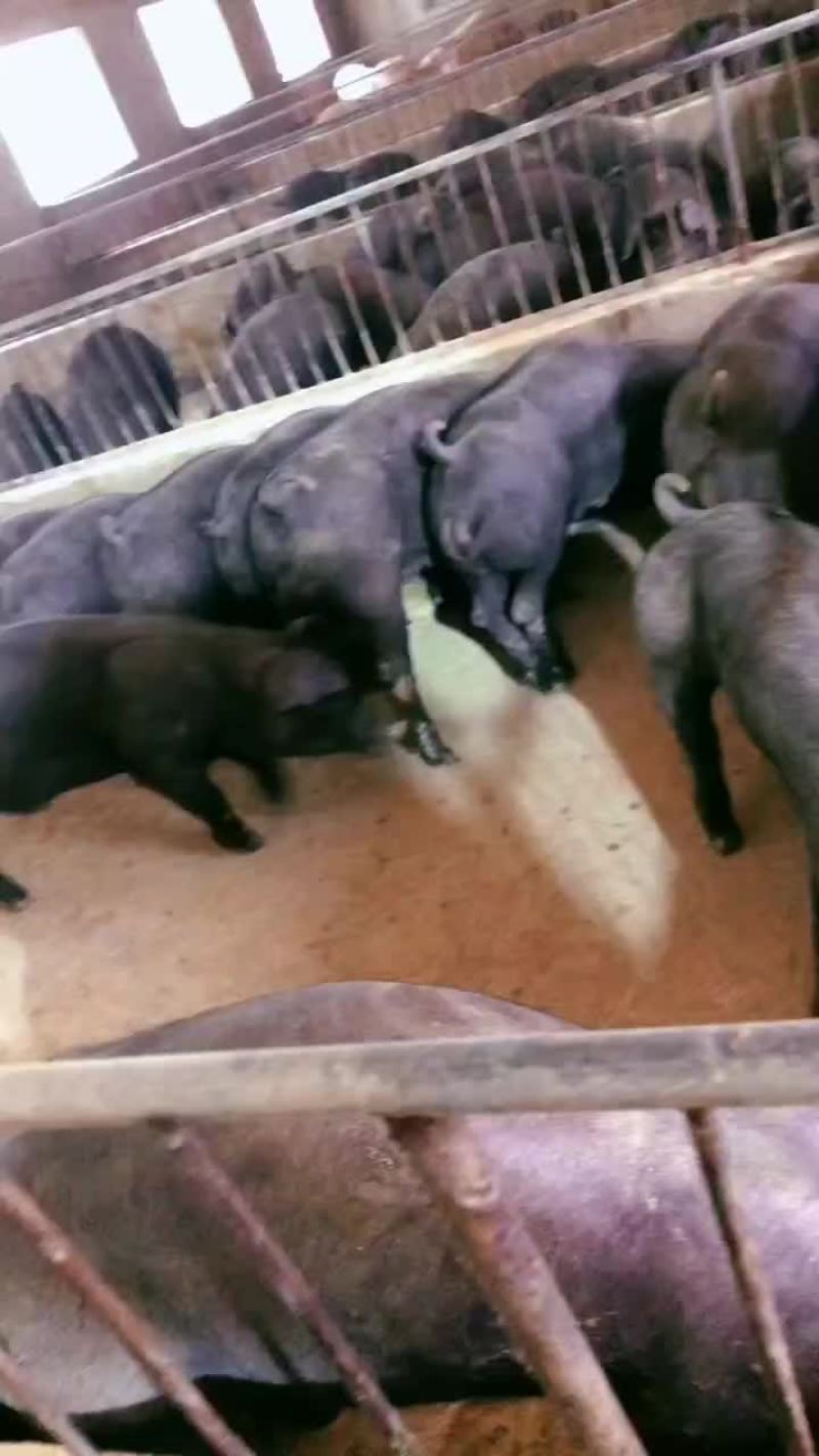 繁殖场直销原种新美系杜洛克种公猪黑金刚种公猪大白种公猪