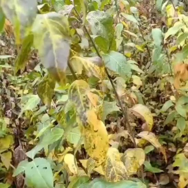 素心蜡梅