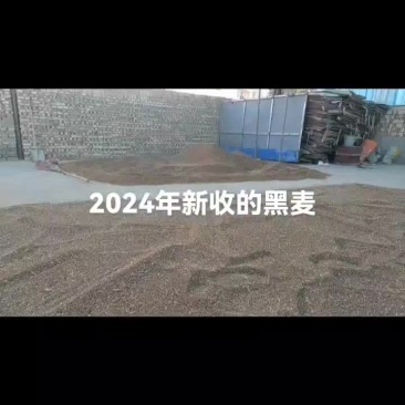 黑小麦